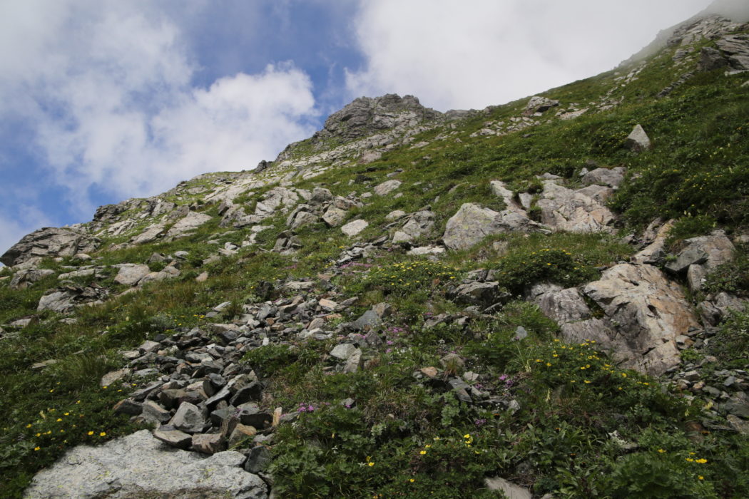 Kitadake16 Wildflowers compete for space among greenstone boulders