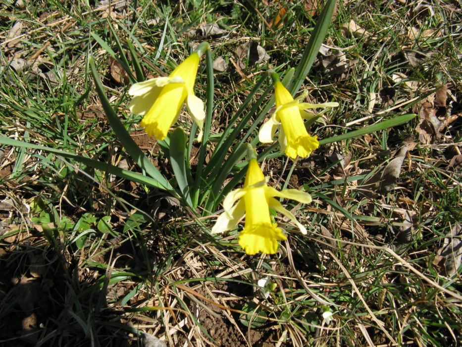 Alpine daffodils