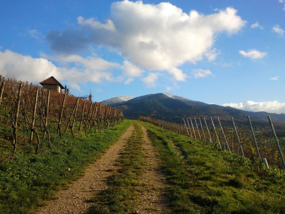 010 Vineyards in Markgräflerland, with the Hochblauen in the distance