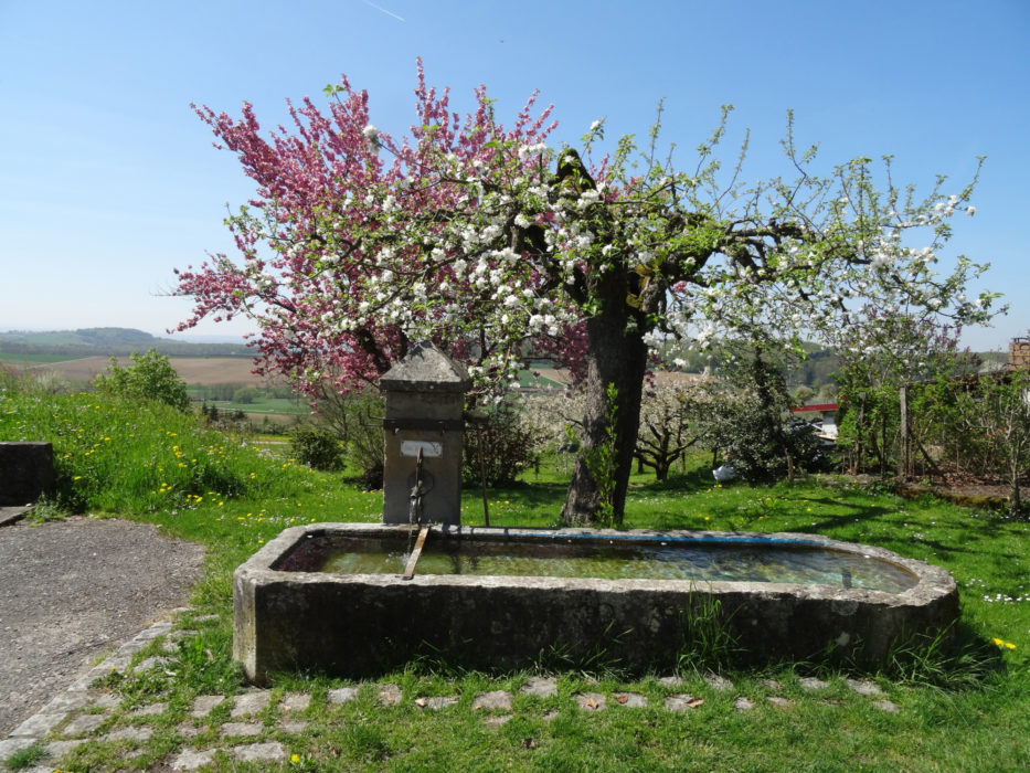 014 Spring is a gorgeous time of the year, when the fruit trees are in flower.
