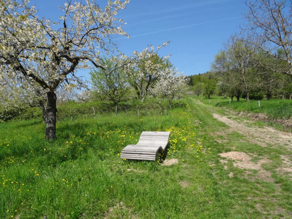 015 Spring is a gorgeous time of the year, when the fruit trees are in flower.