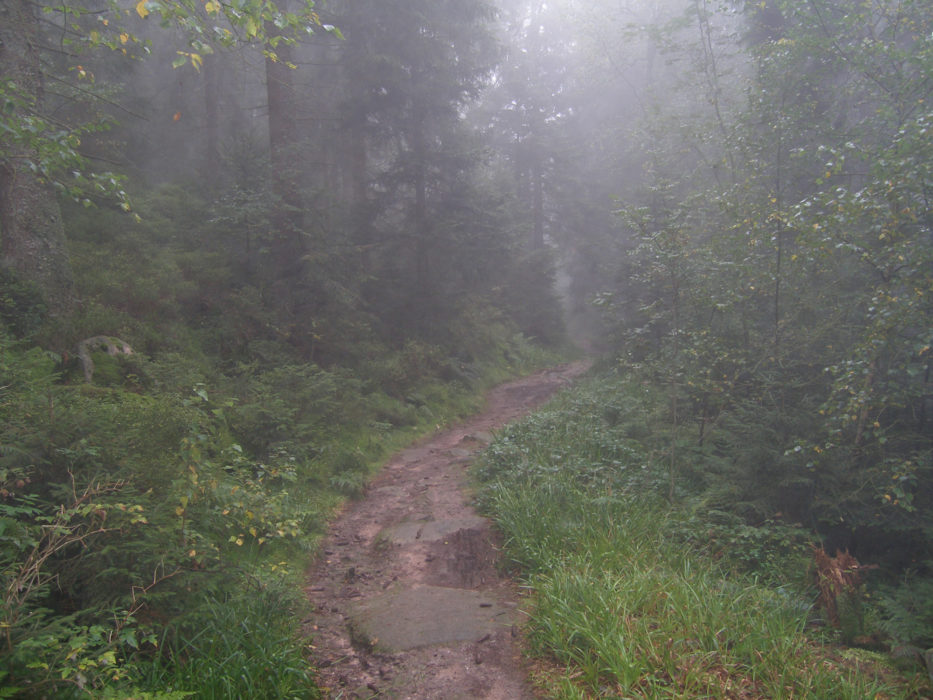 008 When the fog hangs in the trees the forest takes on a whole different atmosphere and becomes quite mysterious.