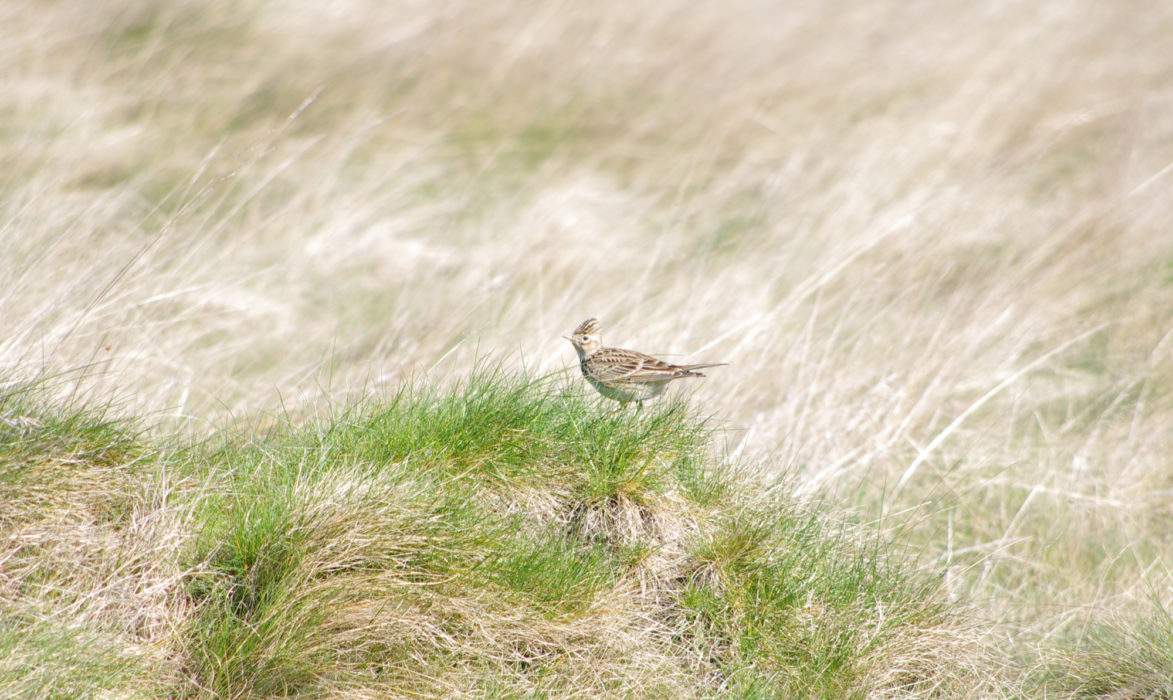 Skylark on Wanstead Flats