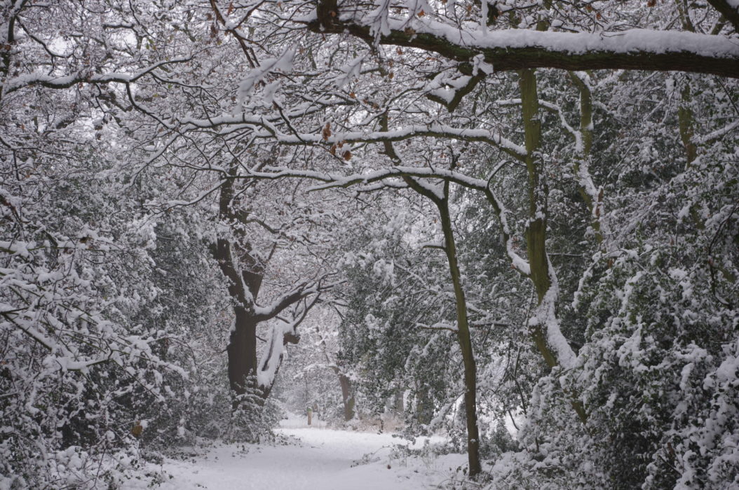 Bush Wood in winter