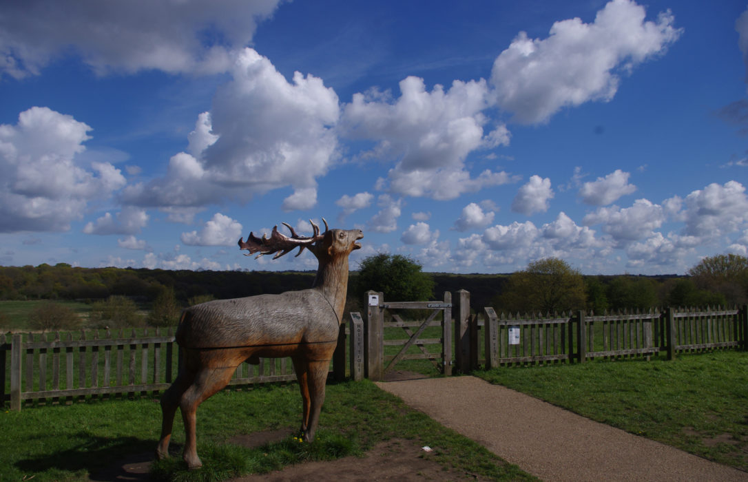 Looking over Epping Forest from Queen Elizabeth's Hunting Lodge