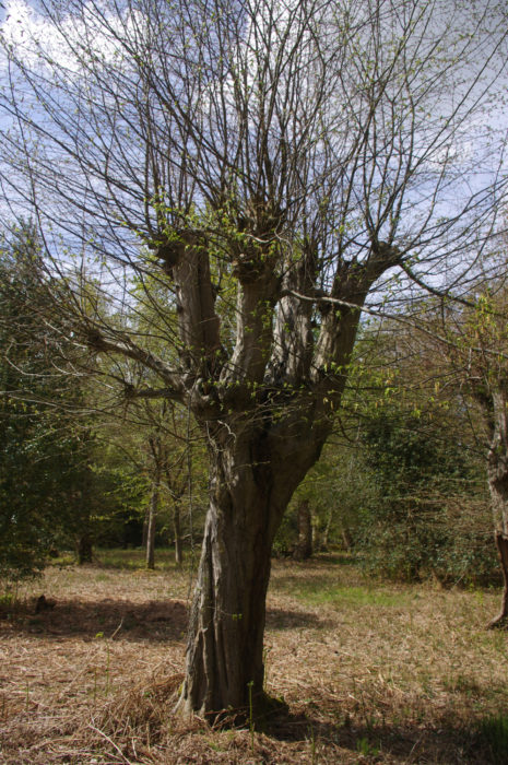 The hornbeam pollard is a staple of Epping Forest management