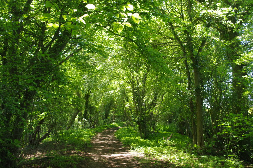 Essex has many hundreds of miles of green lane