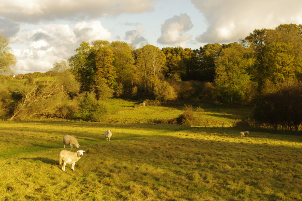 Sheep pasture by Wignall Brook, below Lawford
