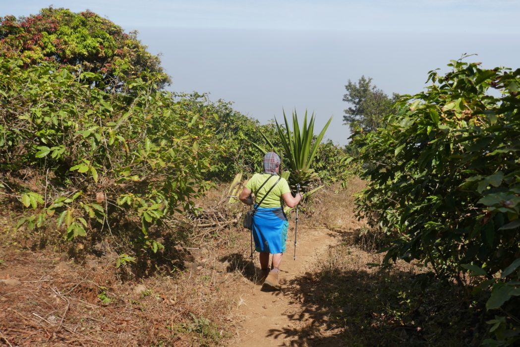 Descending Pico de Fogo through coffee plantations
