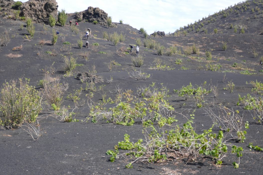 2-07 The vines on Fogo island grow through volcanic ash