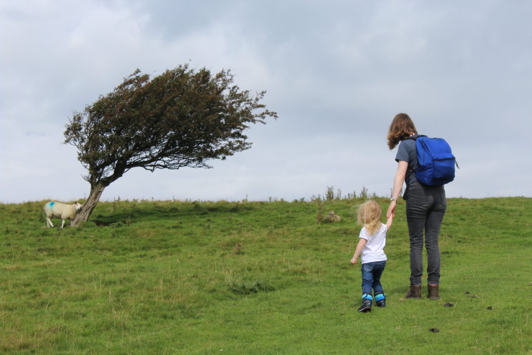 An itchy sheep at one of the beautiful windblown trees on route