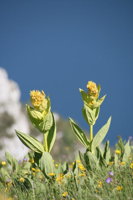 Yellow gentians bloom high above Lake Garda
