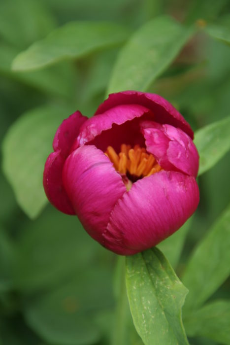 Wild Peonies On Monte Baldo