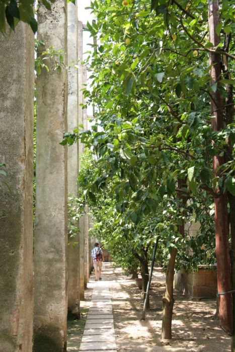 One of the few 'limonaie' lemon orchards still operating on Lake Garda