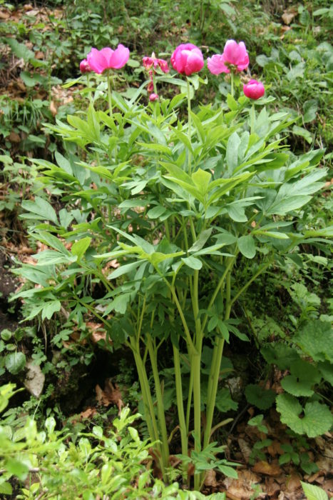 Clumps Of Wild Peonies Bloom On Monte Baldo