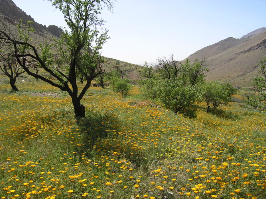 4 A Wading Through Flowers Near Tizi Ou Manouze
