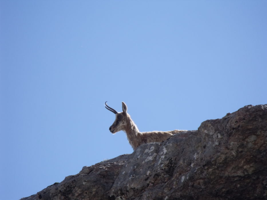Chamois (Isard)