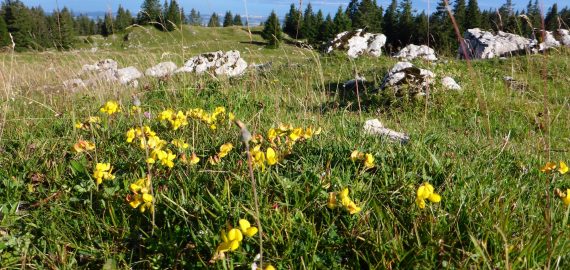 Wildflowers on the Jura