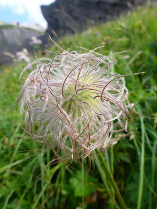 Alpine Pasqueflower seeded