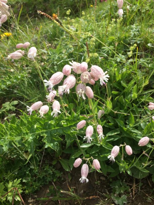Bladder Campion