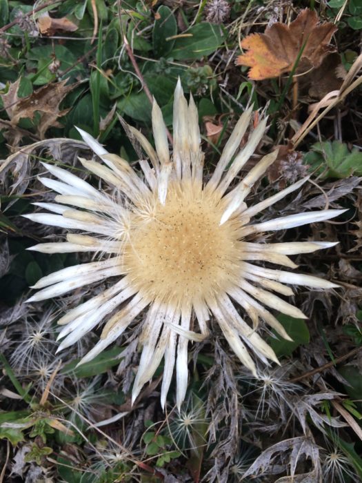 Carline Thistle seeded
