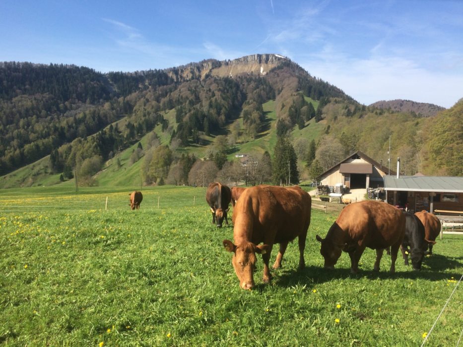 cows
