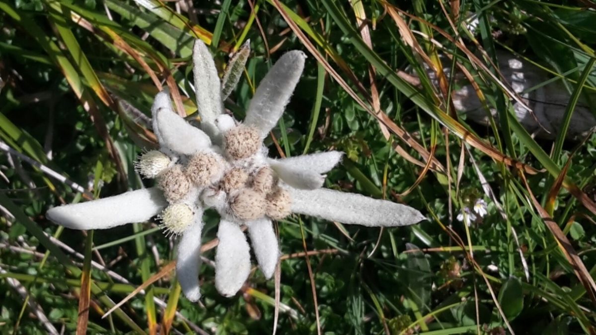 Edelweiss