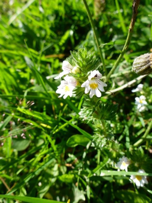 Eyebright
