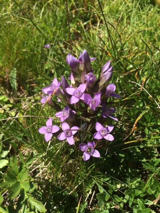 Field Gentian