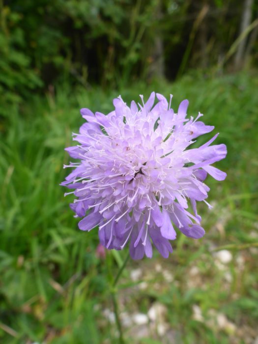 Field Scabious