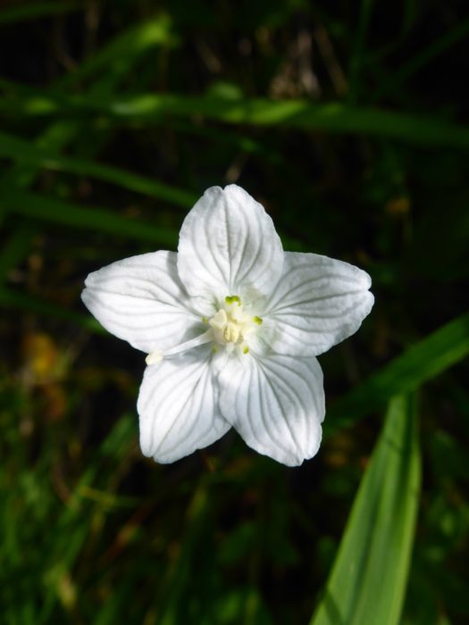 Grass of Parnassus