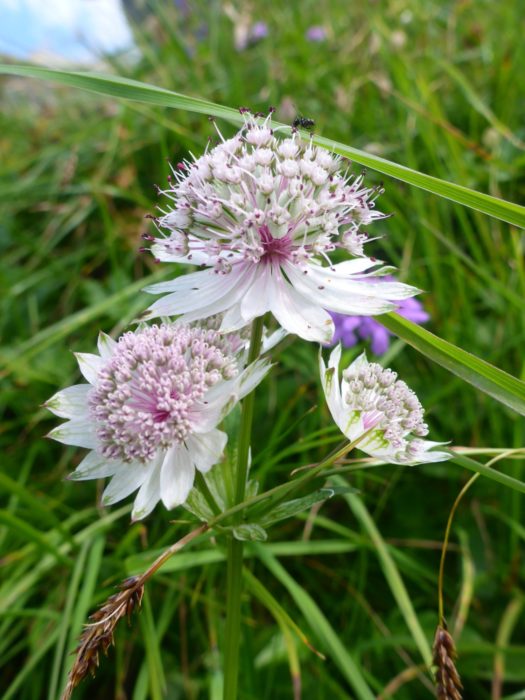 Greater Masterwort