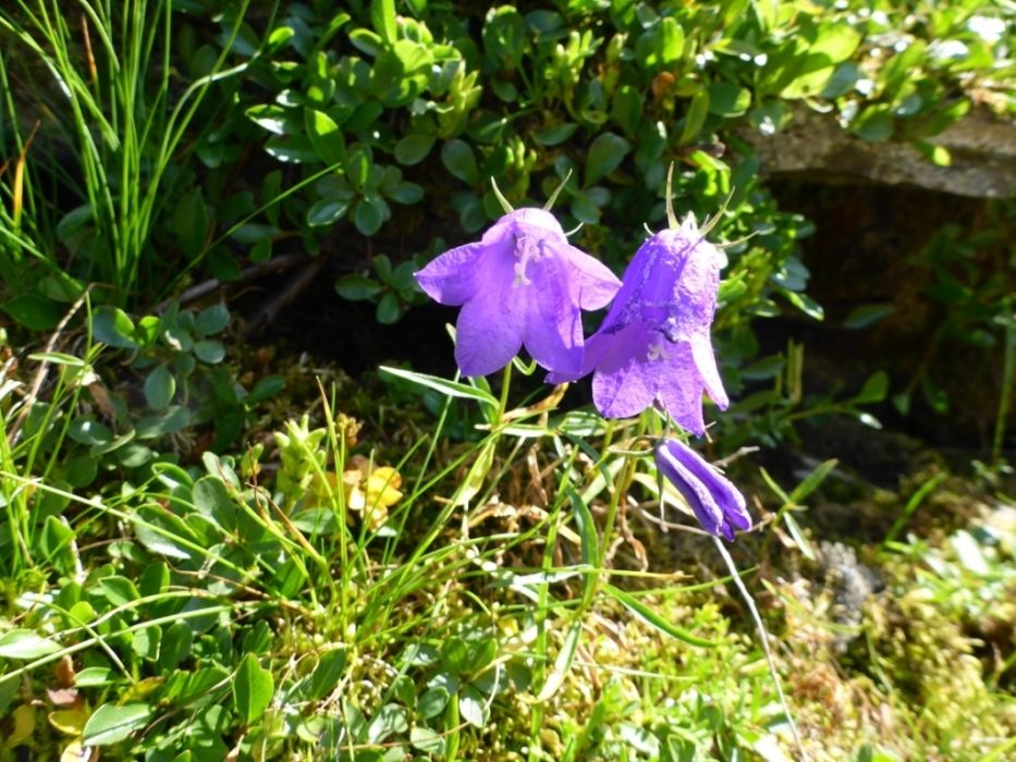 Harebell
