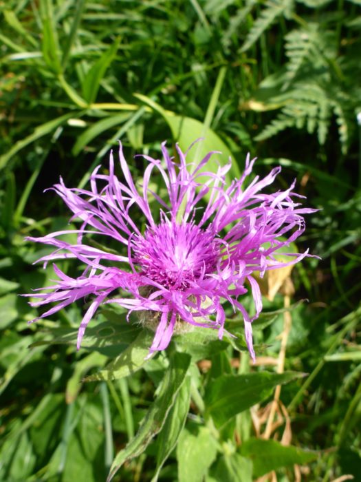 Plume Knapweed