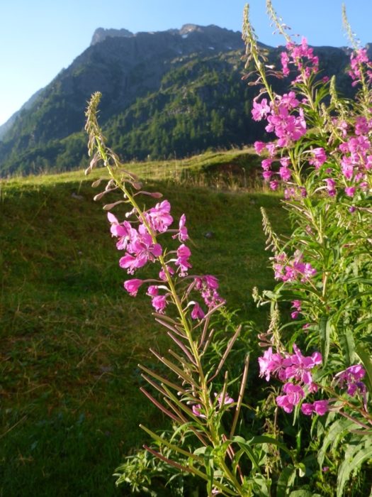 Rosebay Willow Herb