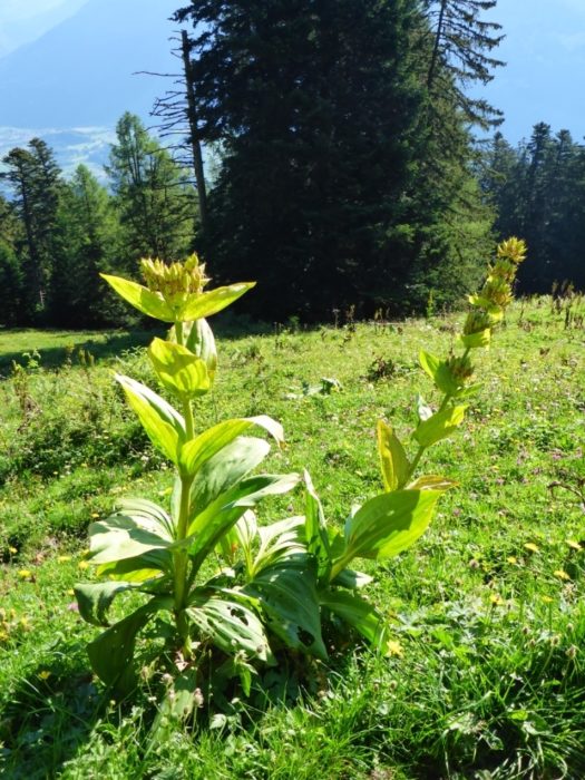 Yellow Gentian