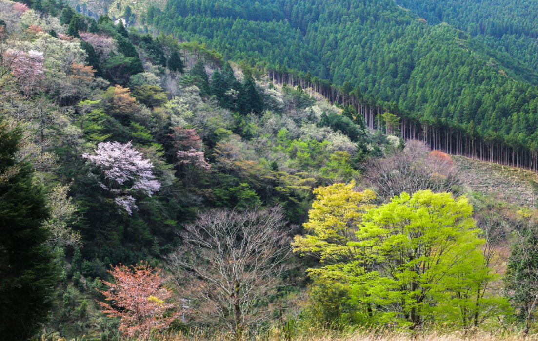 Nakahechi