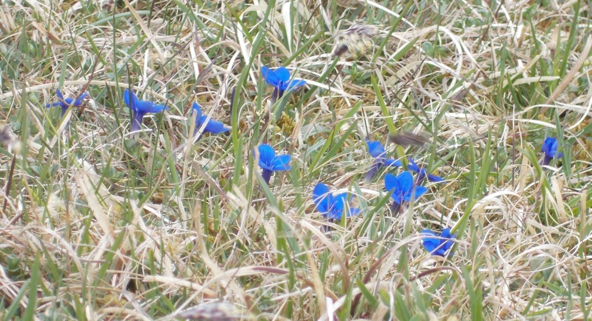 Spring Gentian
