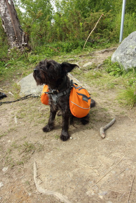 Dogs are a common sight on the Kungsleden, especially on Section 1 between Abisko and Vakkotavare