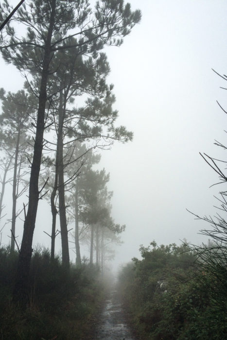 Primitivo Fog