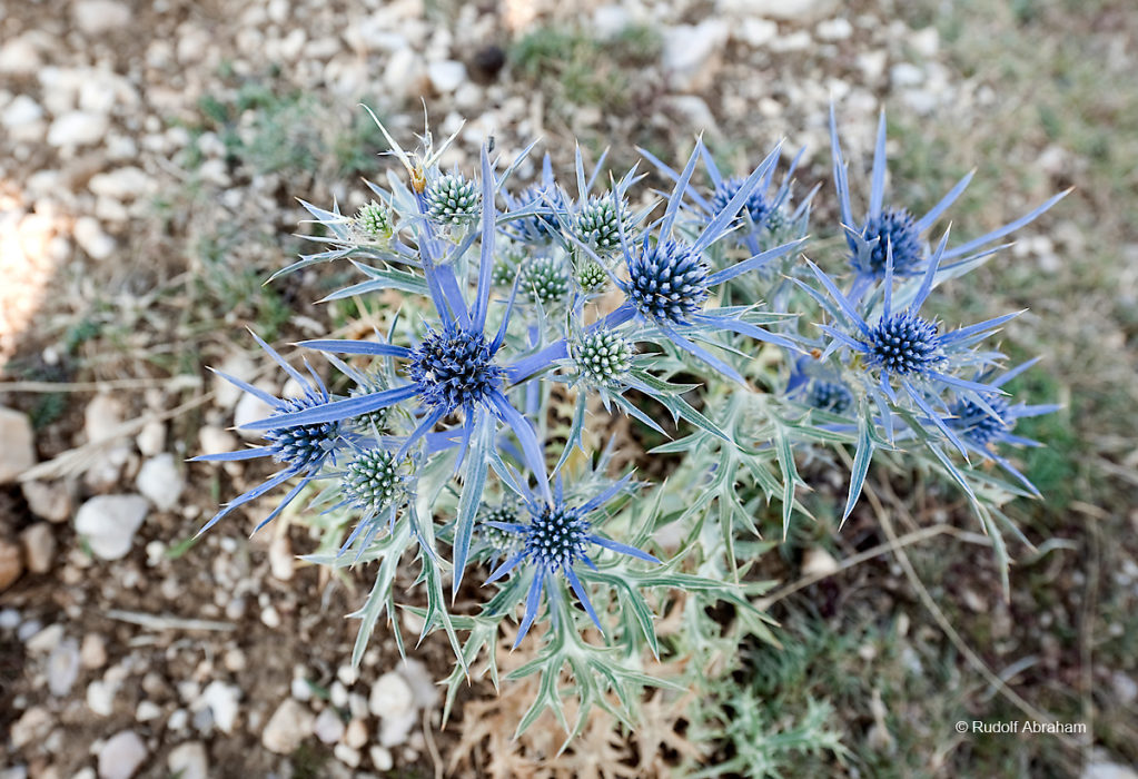 Alpine sea holly (Eryngium alpinum), near the summit of Obzova, the highest point on the island of Krk, Croatia © Rudolf Abraham