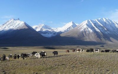 Yaks Line Up Banner