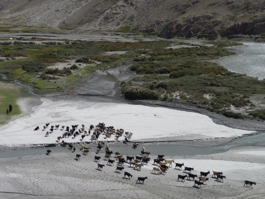 Goats crossing the Wakhan River