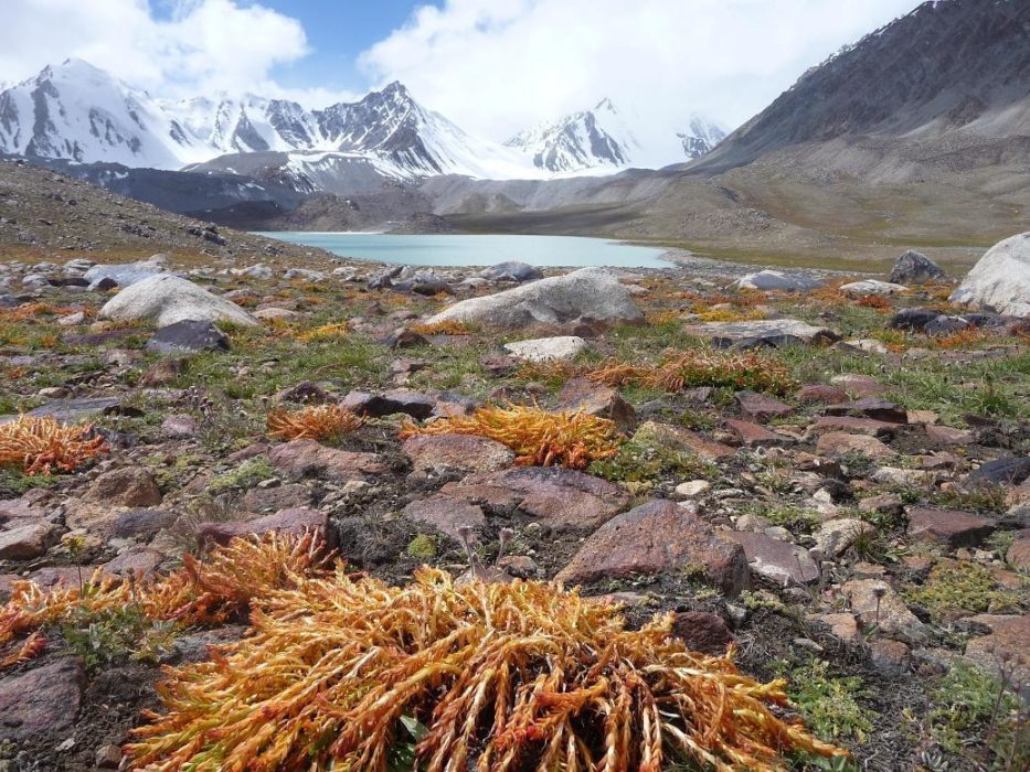 Resilient plants at 4600m