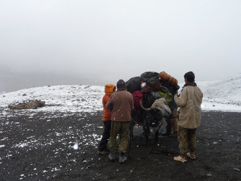 Moody yak: this yak was not up for the task today