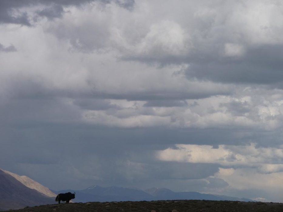 Yak on the lookout: Our first camp on the Little Pamir plateau