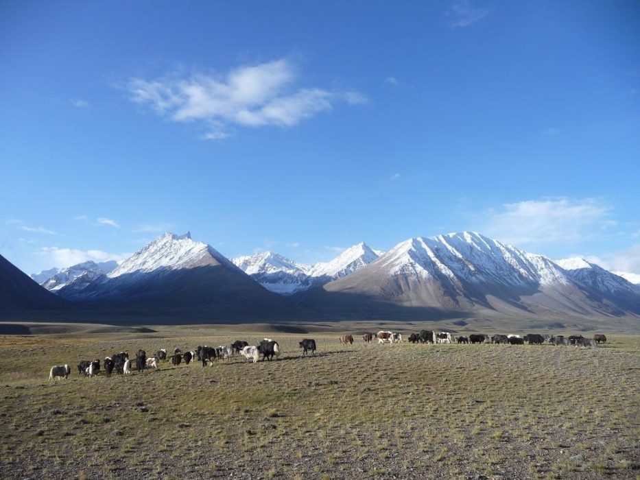 Yaks bask in the morning sun with the Hindu Kush in the background