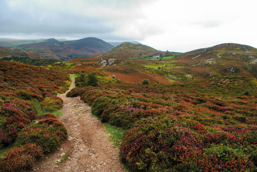 The Path Through The Rough Heather Hillsides Of Conwy Mountain