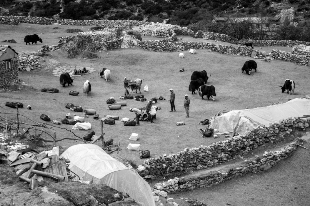 Yaks And Porters
