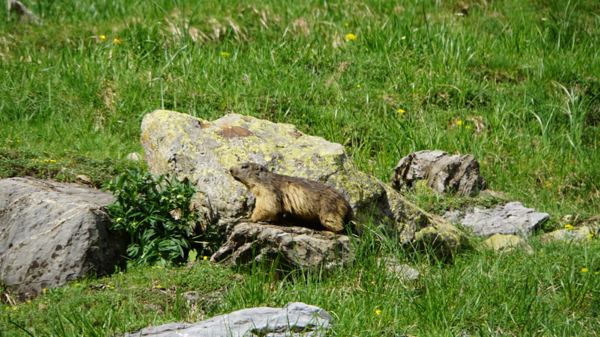 A curious yet cautious marmot
